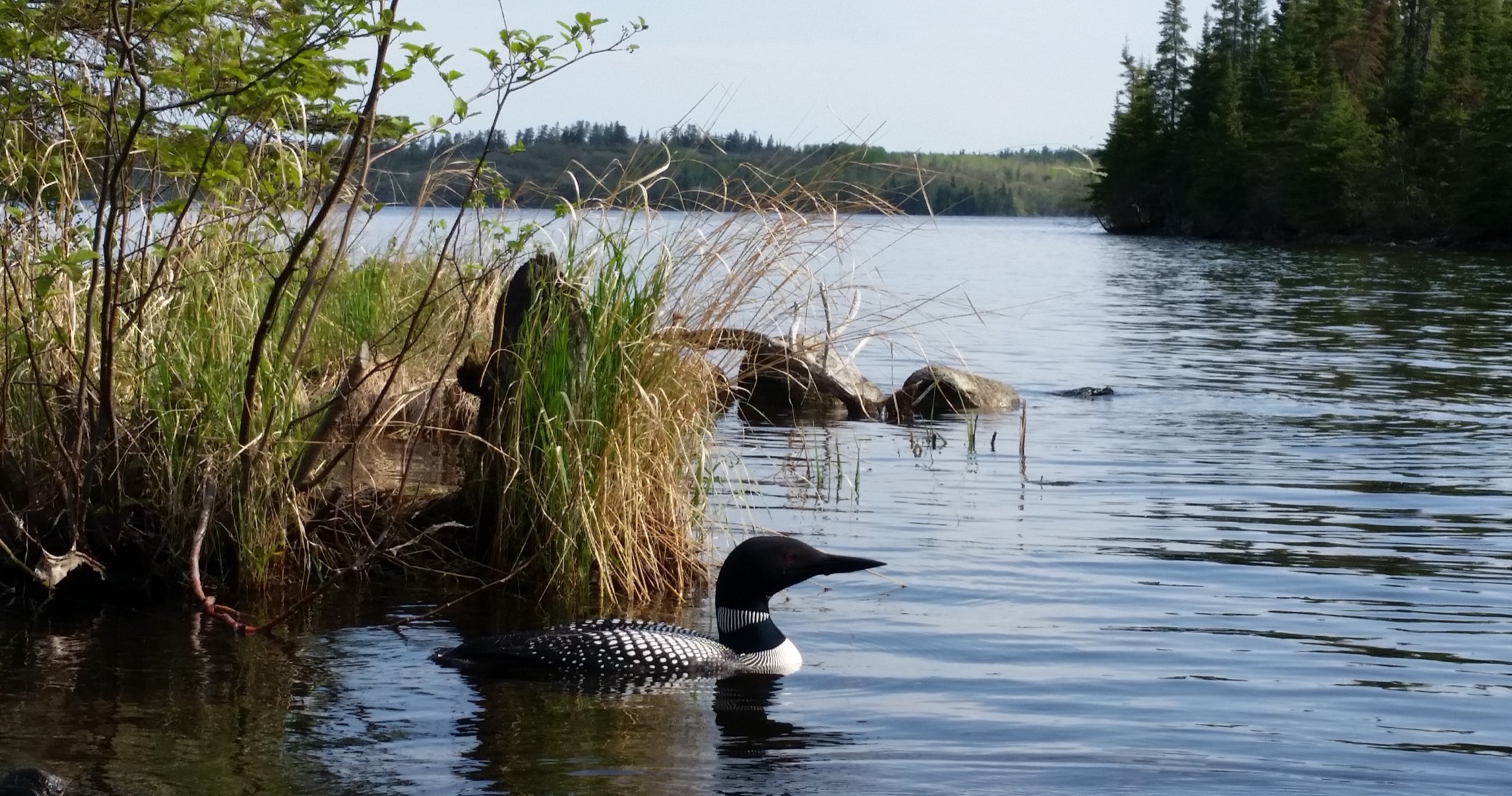 A common loon on Falcon Lake, Manitoba